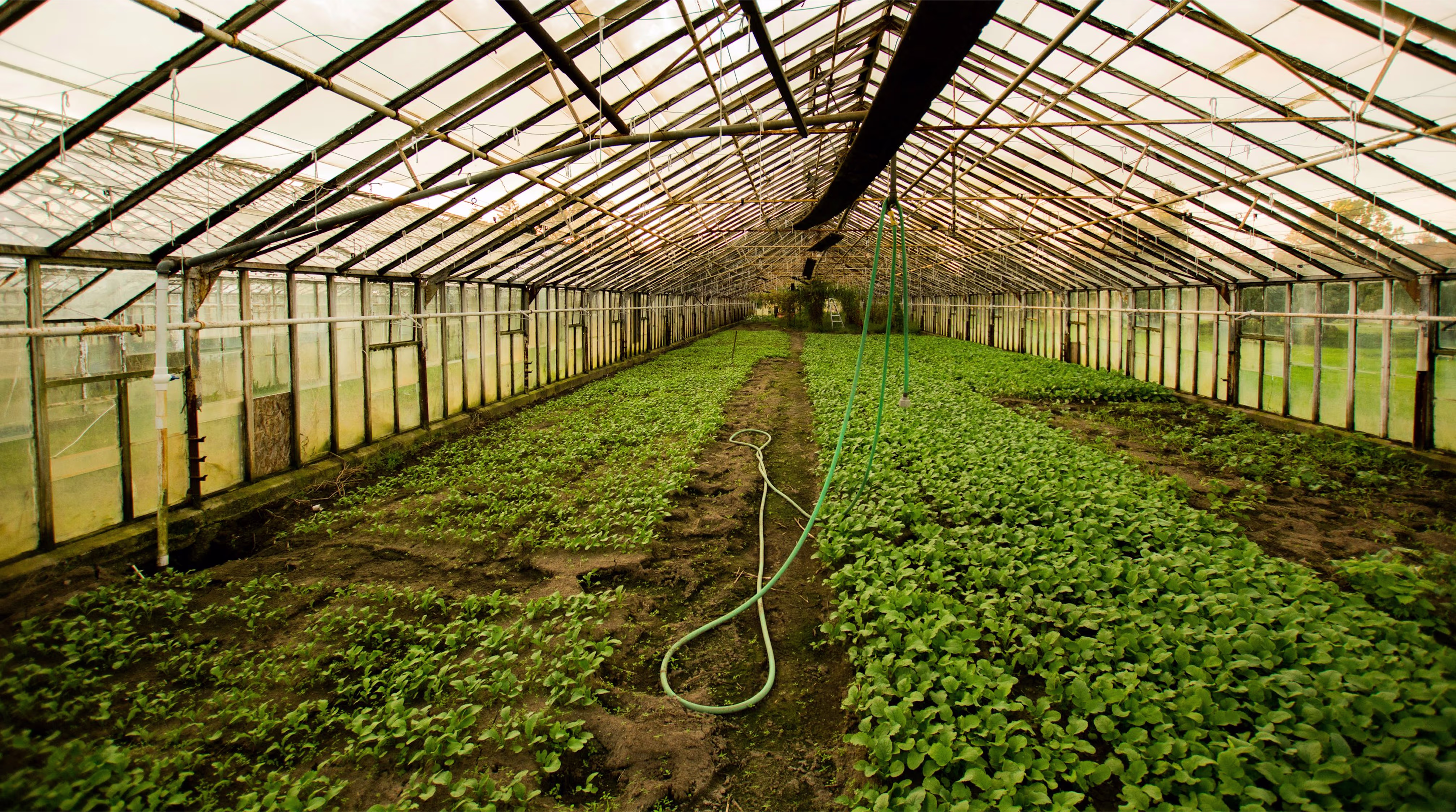 Kisan Hit Nursery