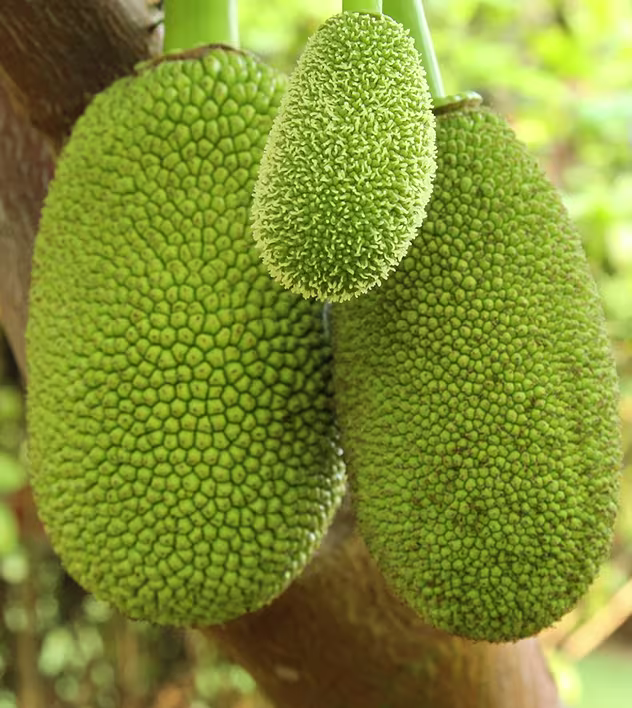 Jackfruit