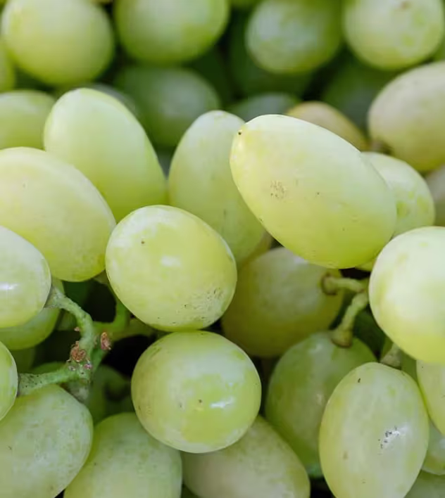 Grapes