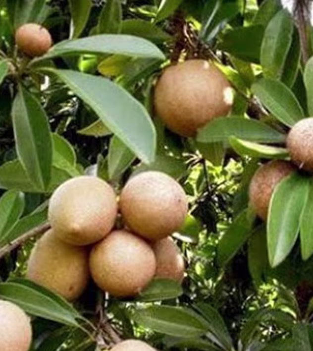 Sapodilla